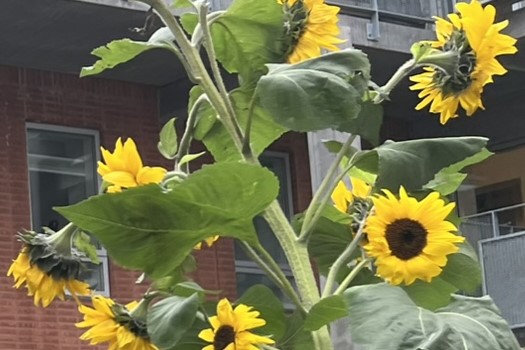 CollinCreative Coaching og facilitering