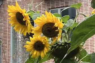 CollinCreate, facilitering coaching og borgerinddragelse