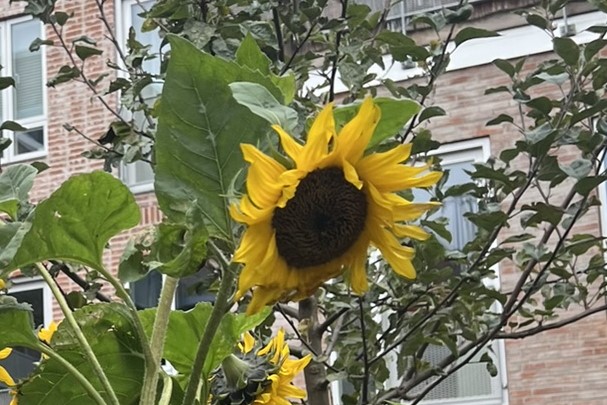 CollinCreative Coaching og facilitering