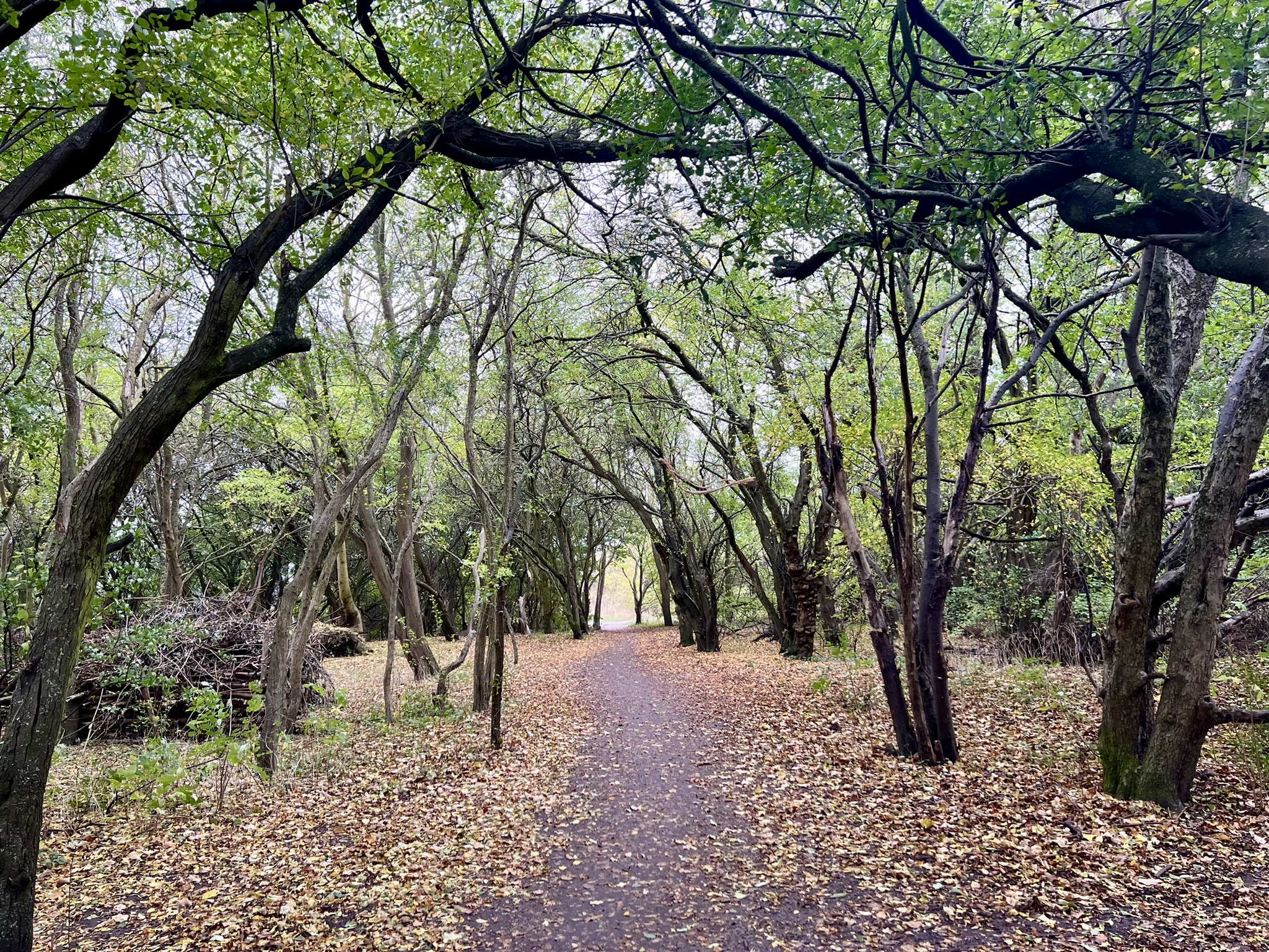 CollinCreative Coaching og facilitering